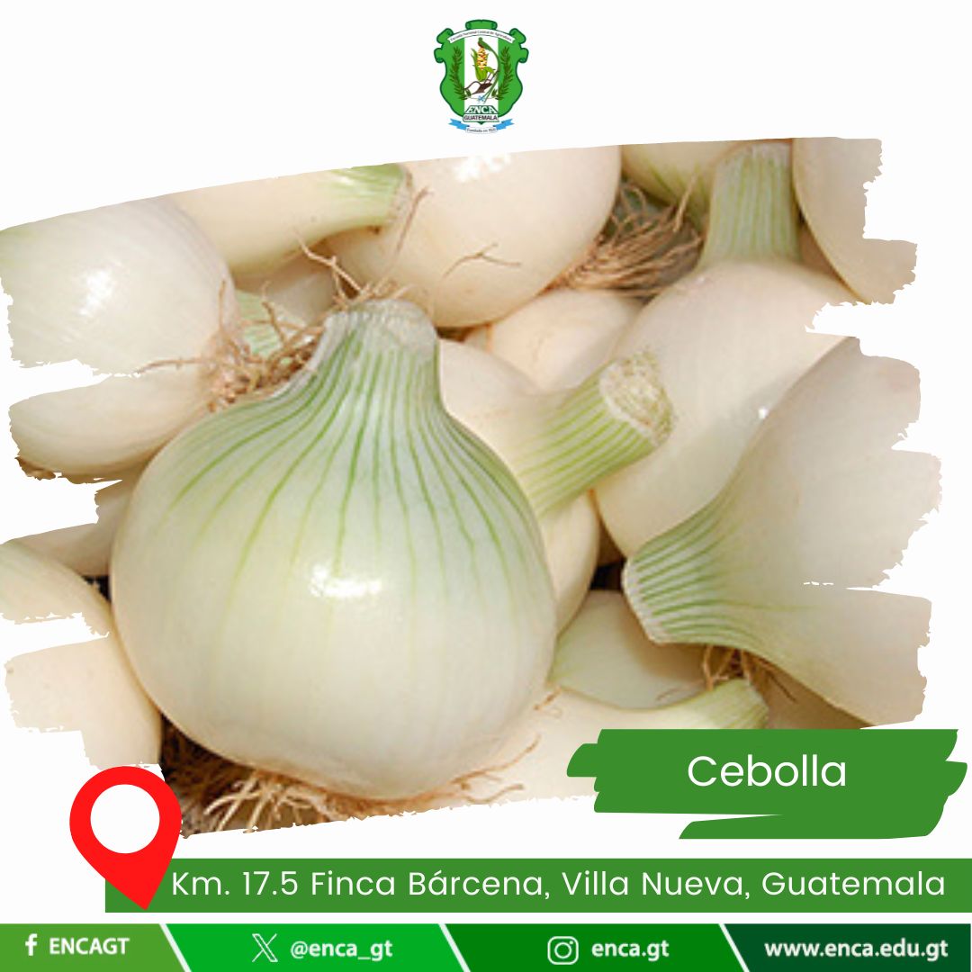 Cebolla