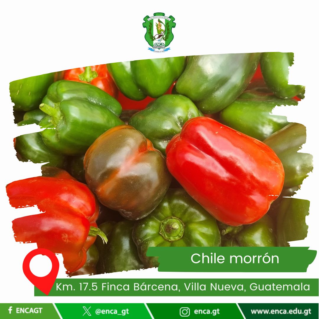 ChilePimiento