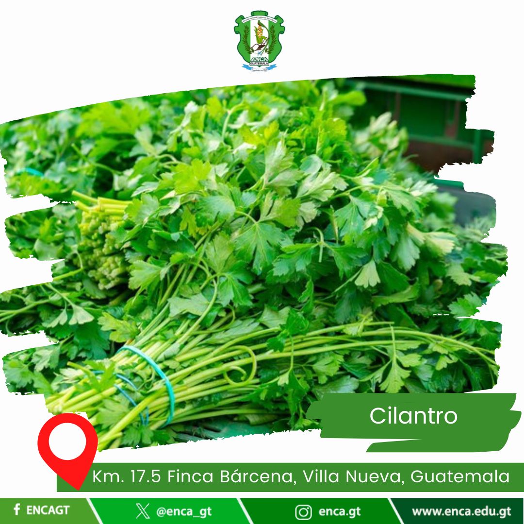 Cilantro