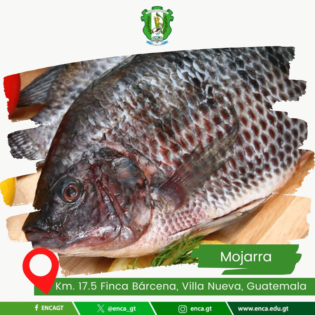 Mojarra