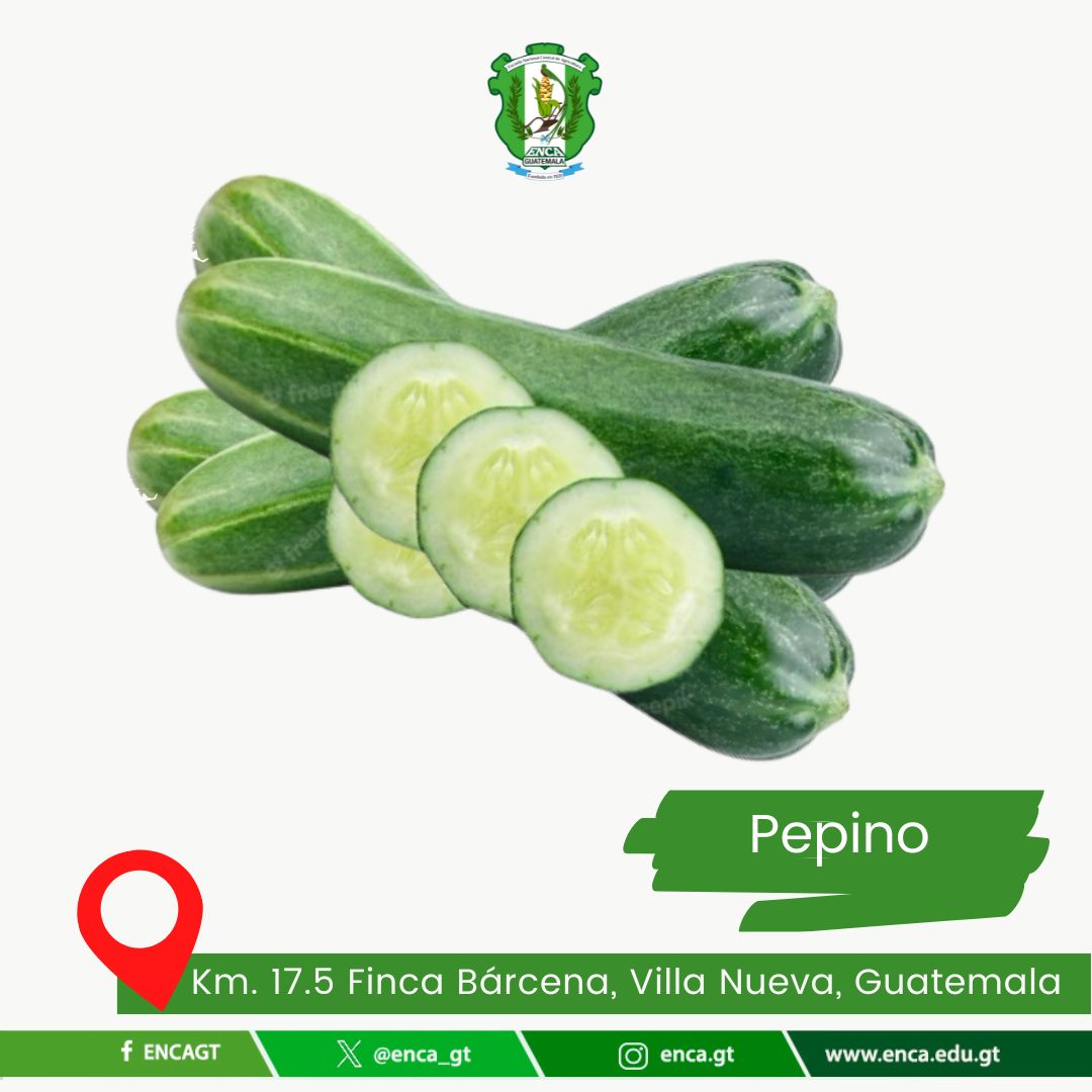 Pepinos