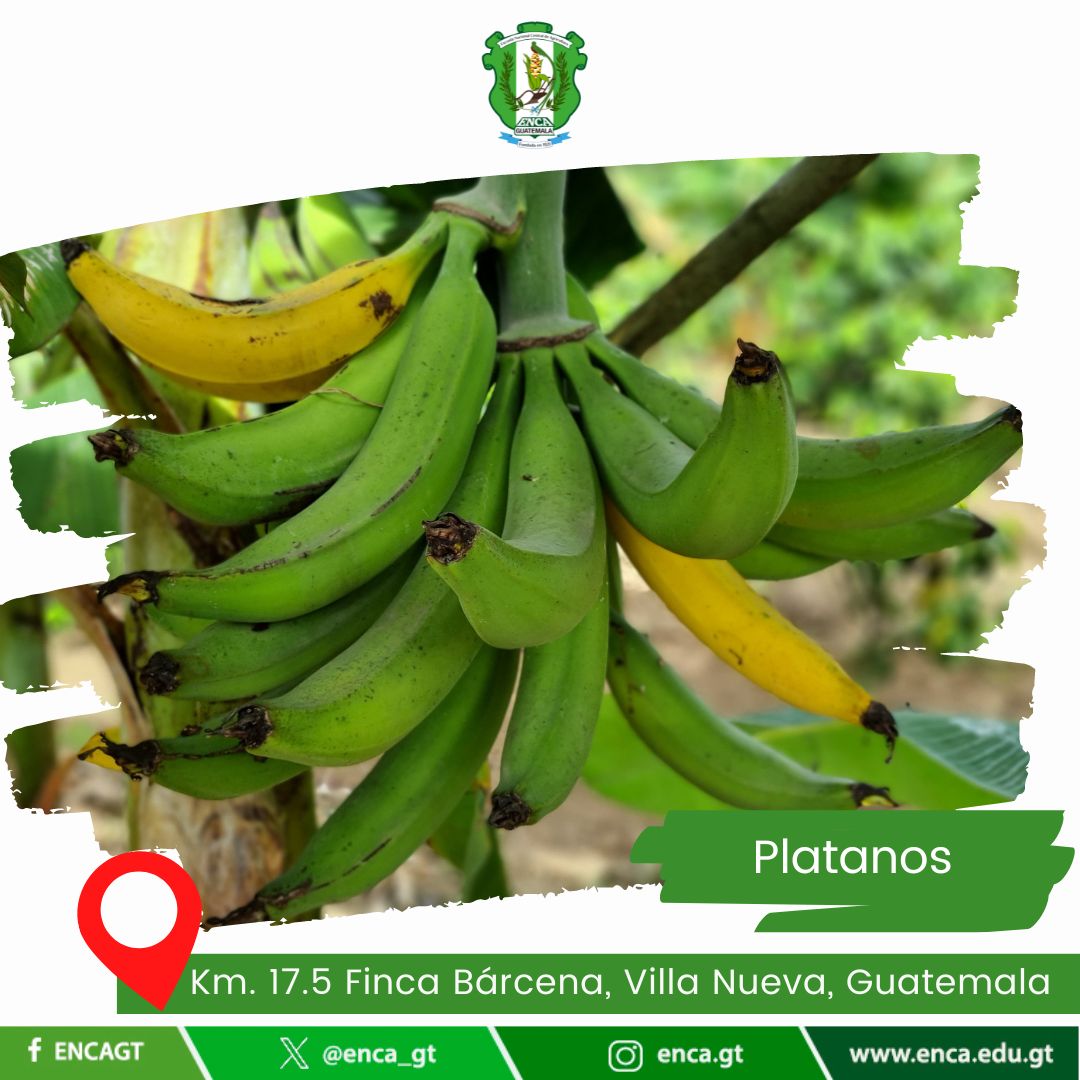 Platano