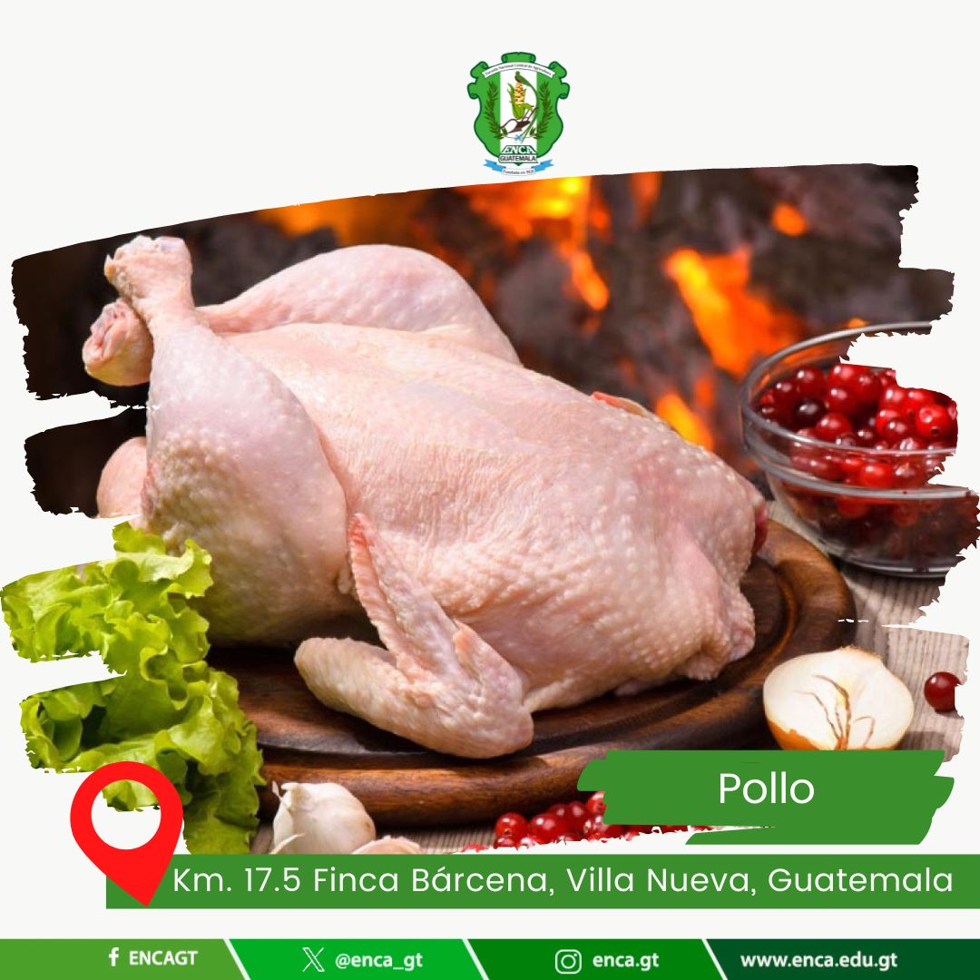 Pollo